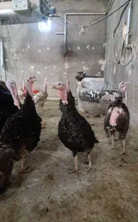بوقلمون ماده