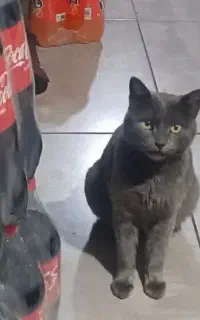 واگزاری‌گربه‌خیلی‌باهوش