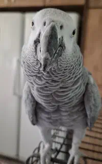 گمشده