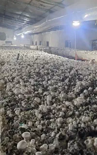 آموزش پرورش قارچ
