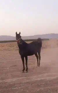 اسب مادیان