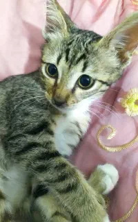 واگذاری گربه