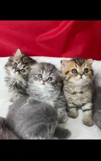 چین چیلا اصیل/اسکاتیش چین چیلا
