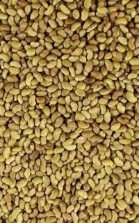 بذر یونجه پایه بلند ماران همدان