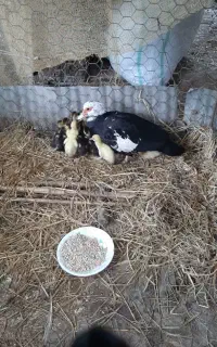 جوجه اردک اسرائیلی با مادر