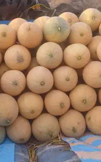 خربزه طارم
