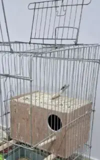 لونه پرنده