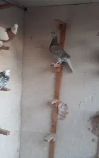 کبوتر آلمانی