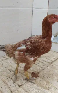 لاری تخم گذار