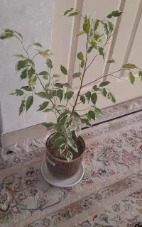 گل بنجامین و شفلرا