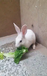 خرگوش
