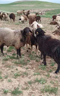 قوچ همو