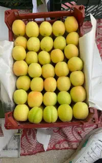کارگر برا زرد آلو چیدن