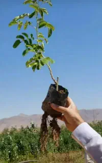 گل محمدی گلدانی و ریشه پر
