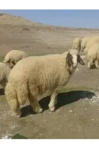 گوسفند   فروشی   سید   اسلام شهر   شبانه روزی