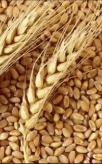50کیلو گندم گرمسیری