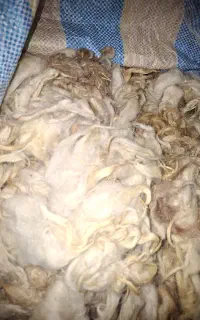 پشم گوسفندسفید