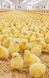 جوجه یکروز گوشتی308