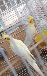 عروس هلندی جفت جوان
