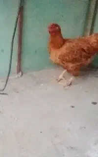 یک عدد مرغ برهماو چل تاج محلی تخم گذار