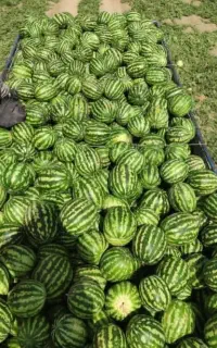 هندوانه درشت درجه یک