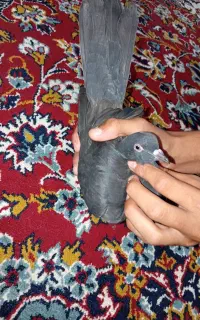 جوجه کبوتر کله ماستی به شرط همچی