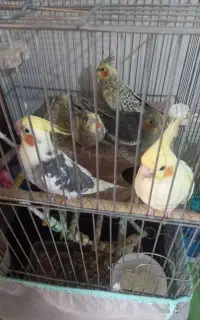 عروس هلندی با۳جوجه ۱ونیم ماه