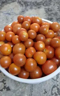 گوجه گیلاسی ارگانیک