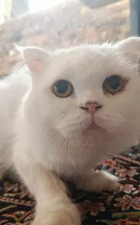 گربه پرشین اصیل