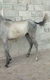 کره‌نریان‌دوساله‌کرد‌کره‌چتال‌آریاسب