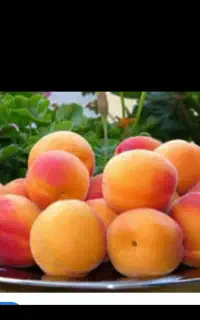 چیدن زردالو و البالو بصورت شراکتی