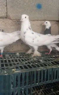 کبوتر کاشان