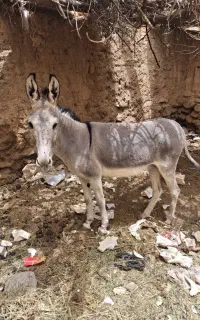 خر گله ای