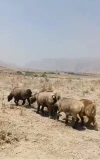 فروش میش بره ماده