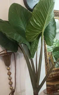 بابا آدم دو متری
