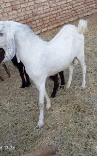 کره