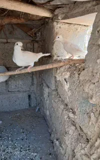 کبوتر خانگی