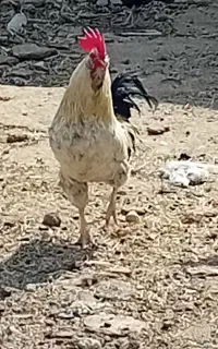 خروس نر هست
