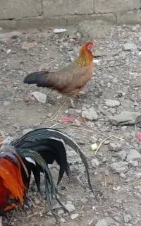 تک مرغ فونیکس تخم گذار