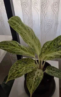 اگلونما ستاره ی