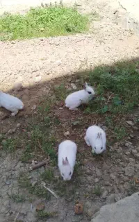 بچه خرگوش