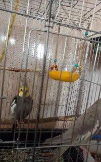عروس هلندی نرو ماده ...فروشی