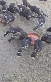 بوقلمون نر
