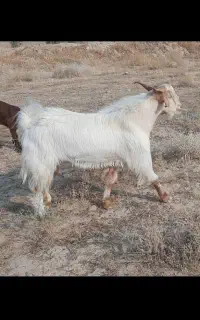 پازن چاق