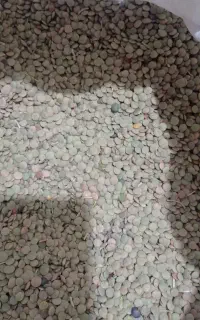 عدس تازه ۱۹۰