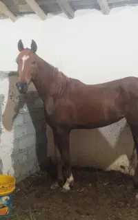 فروش مادیان شناسنامه دار شجره قوی