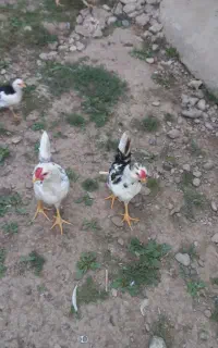 تخم نطفه دار مرغ گلین لری