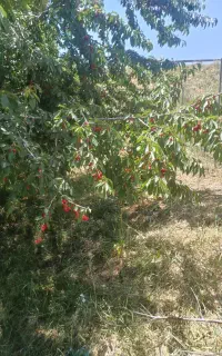 فروش گیلاس باغ فریدونشهر سرداب کل باغ
