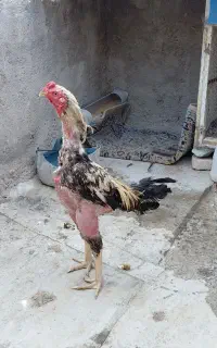مرغ وخروس لاری
