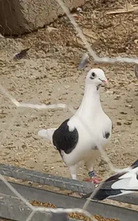فروشی دوکت سیاه ماده جوان